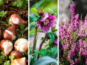 actu - Taillez et planter avant l’hiver - Les Jardins en Cascades
