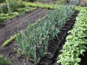 Jardin potager-LES JARDINS EN CASCADES