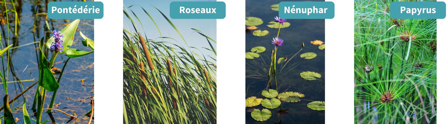 Plantes piscine ecologique-piscine filtration naturelle-piscine vegetale-Les Jardins En Cascades